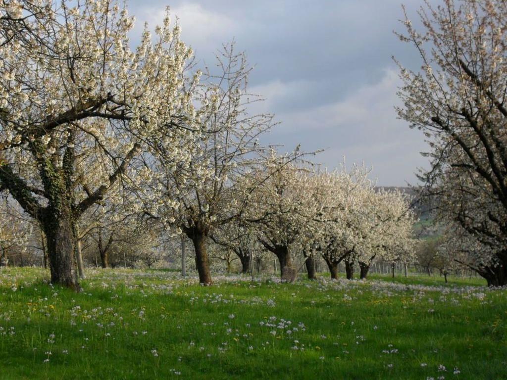 Appartamento Haus Am Blauenbach Schliengen Esterno foto