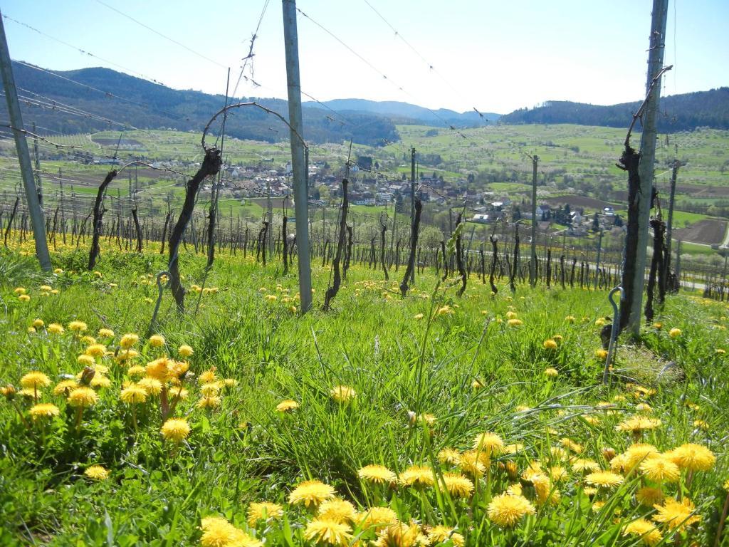 Appartamento Haus Am Blauenbach Schliengen Esterno foto